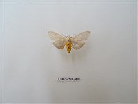 藏品(八點灰燈蛾)的圖片